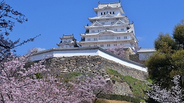Япония в цветущей Сакуре. 